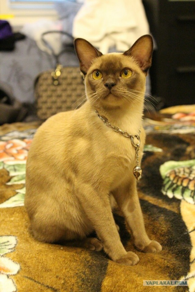 Котовторник 31.03.2015