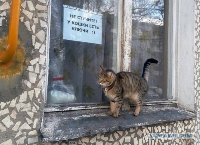 Смешные картинки и комментарии из сети