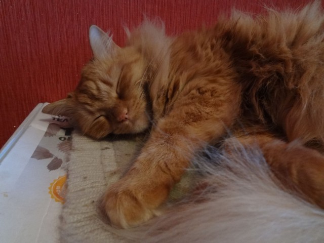 Котовторник 5.05.2015.