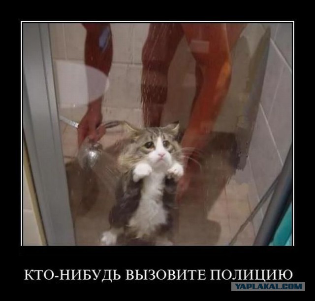 Известные котомемы.