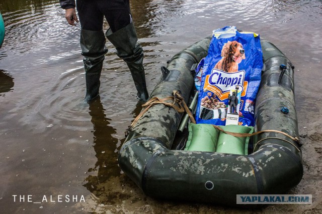 Они плачут, гавкают и зовут на помощь