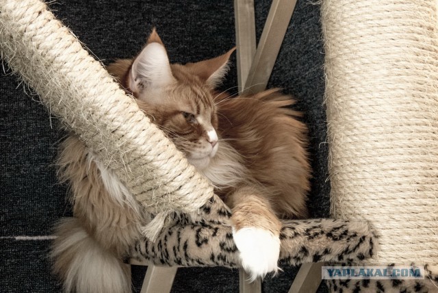 Котовторник 14.07.2015