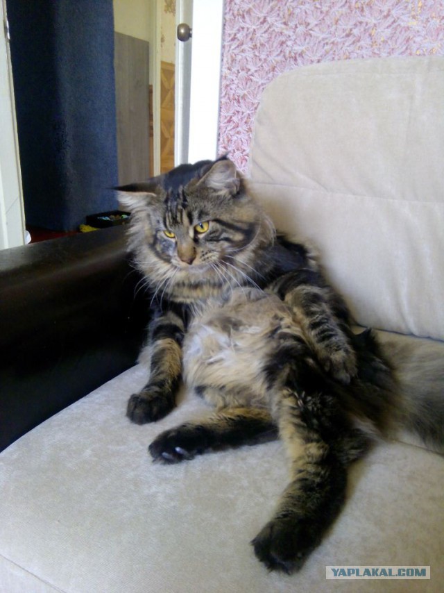 Котовторник 14.07.2015
