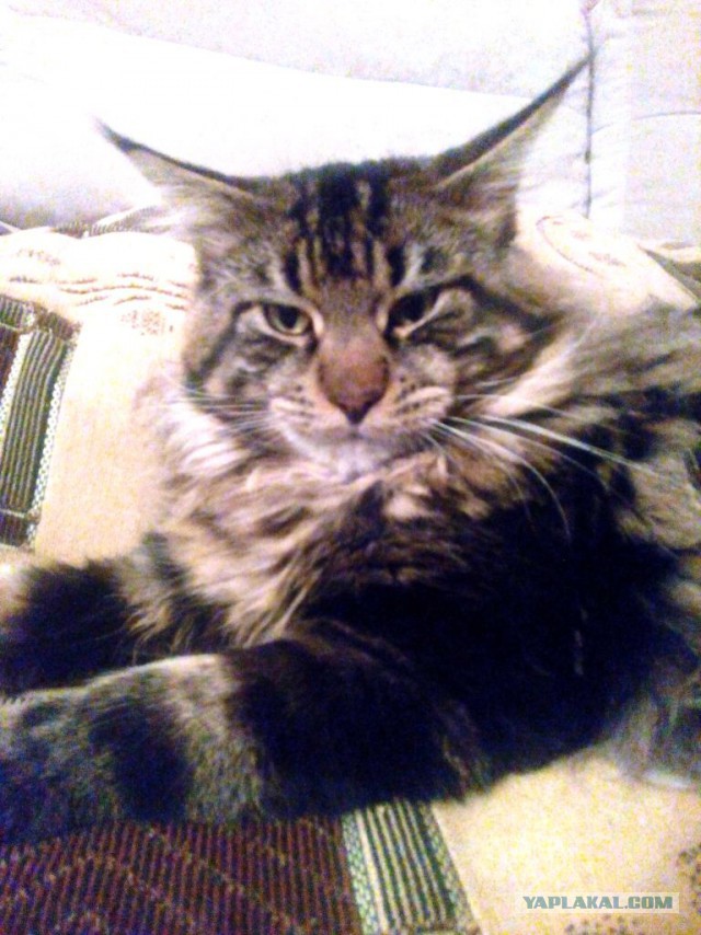 Котовторник 11.08.2015