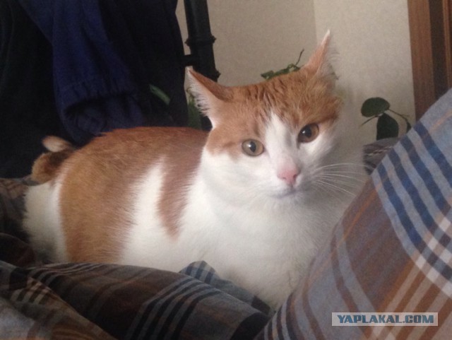 Котовторник 20.10.2015