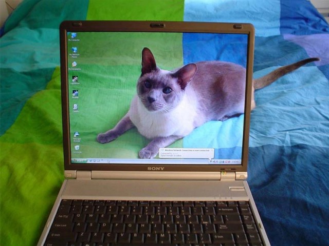 Коты, кошки, котята