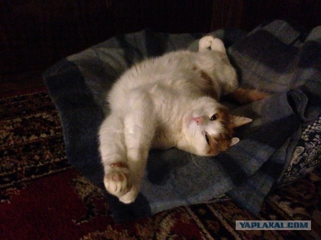 Новогодний котовторник,05.01.16.