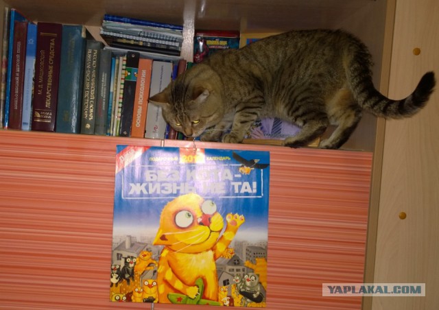Котолендарь на 2016 год