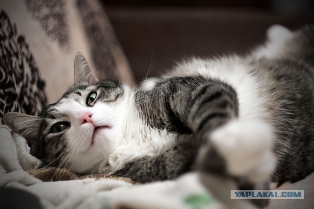 Котовторник 19.01.2016