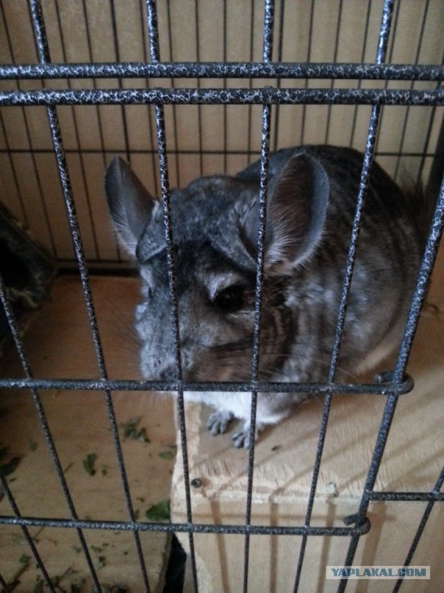 Не берите шиншилл