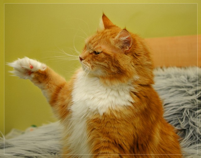 Коты, кошки, котята