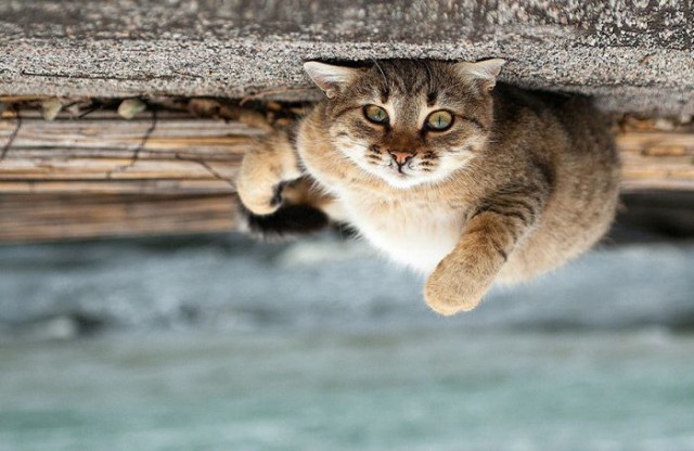 Коты из сети