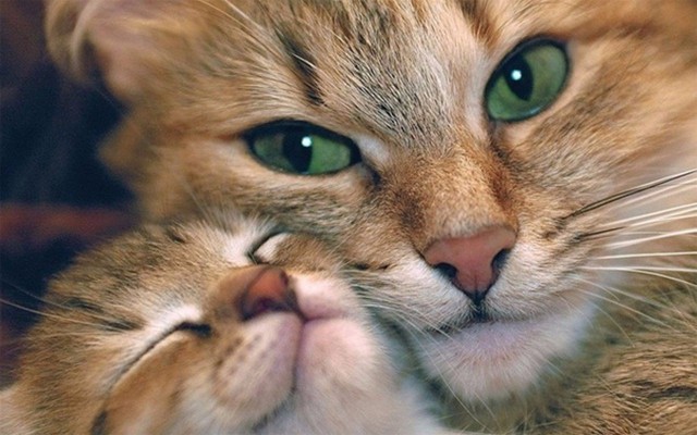 Коты из сети