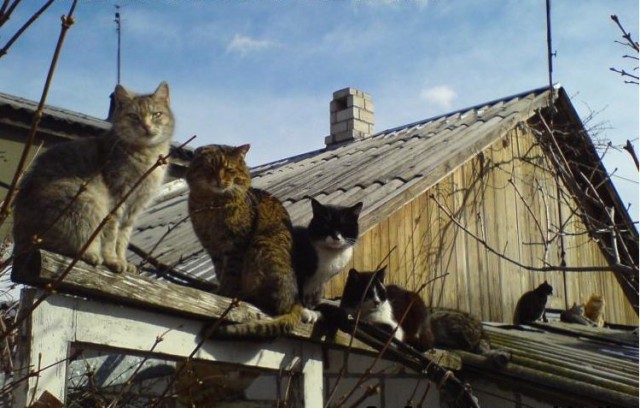 Коты из сети