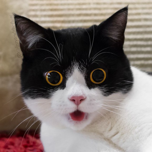 Коты и Кошки