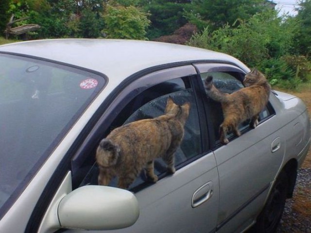 Коты и Кошки