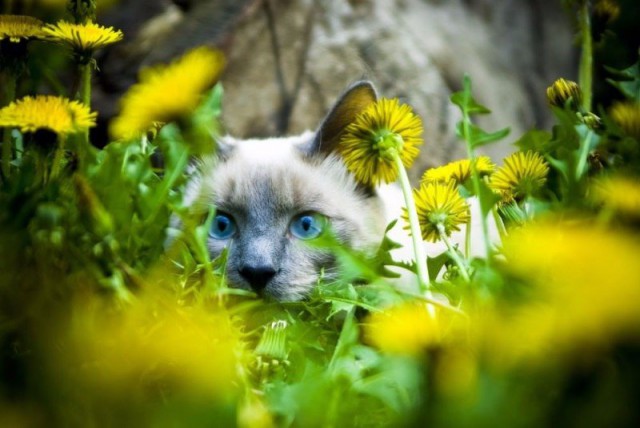 Коты и Кошки