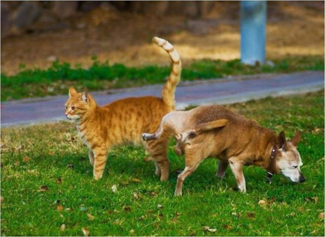 Коты и Кошки