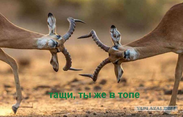 Подборка интересных и веселых картинок
