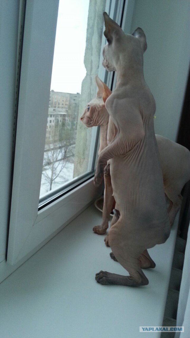 Котовторник