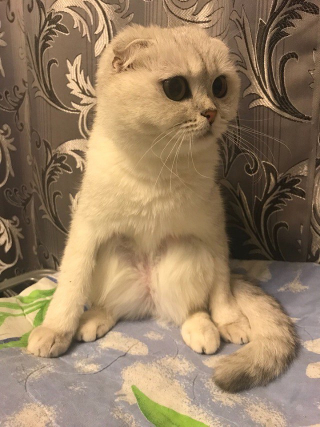 Коты и Кошки