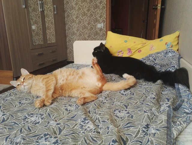 Котовторник  19.12.2017