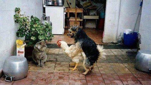 Запилю-ка я картинок