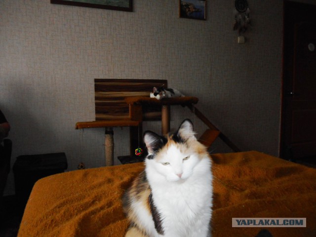 Котомайзинг