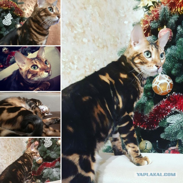 Прикольных котов пост