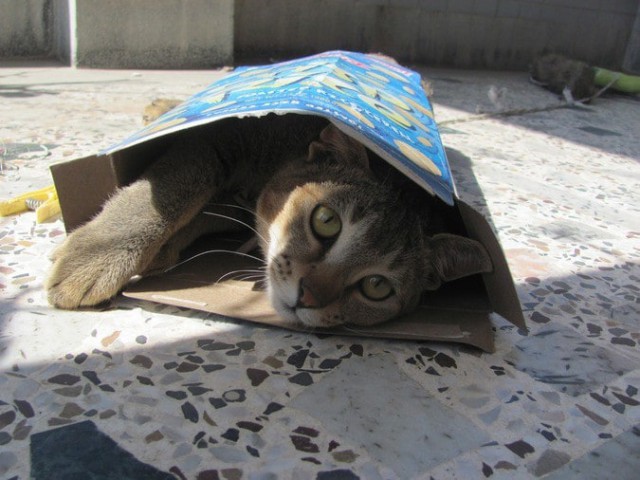 Живность из сети