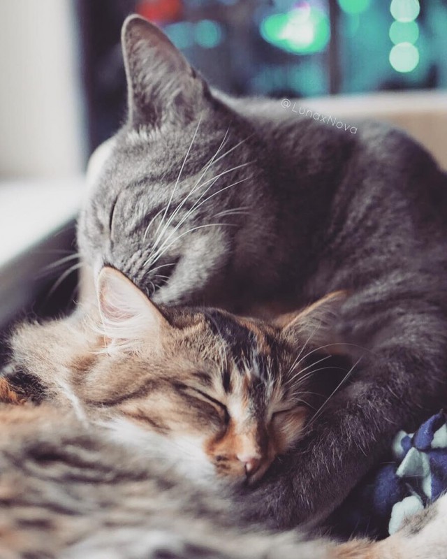 Прикольных котов пост