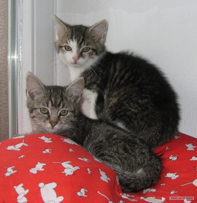 Котовторник (16.09.08)