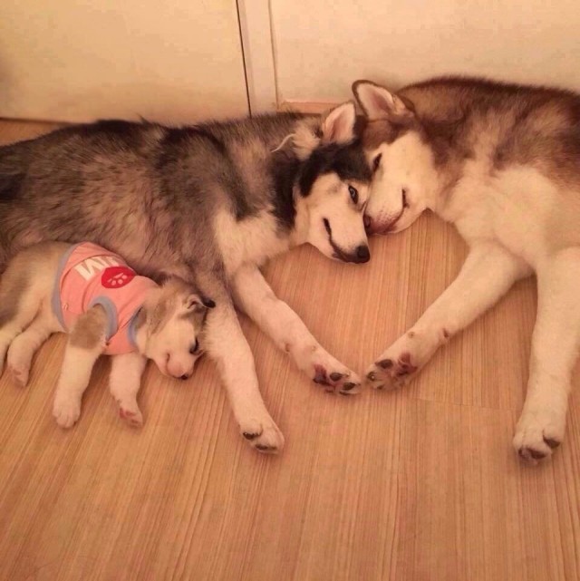 Живность из сети