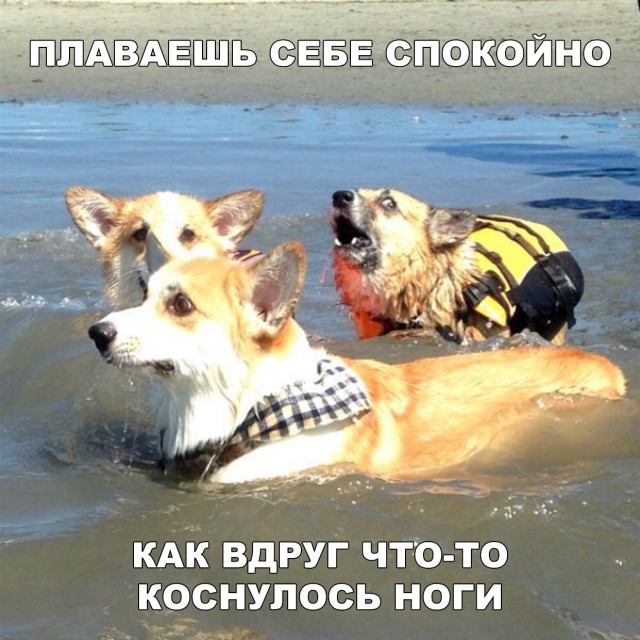 Прикольные картинки абавсём