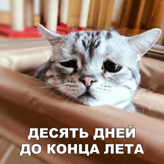 Прикольные картинки абавсём