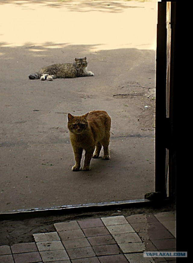 Котовторник на 22 июня