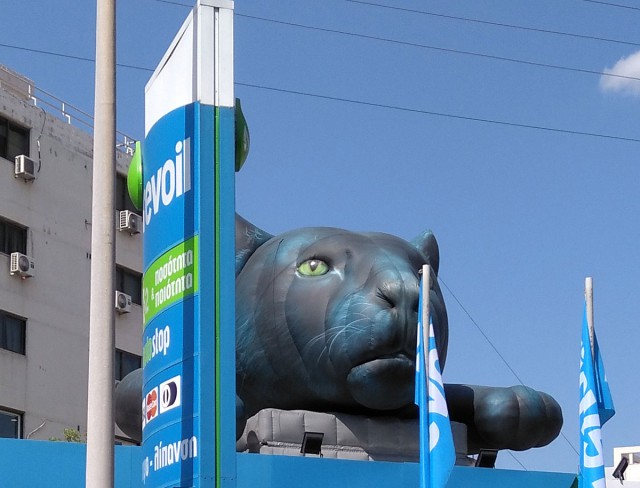 Котовторник 11.09.18.