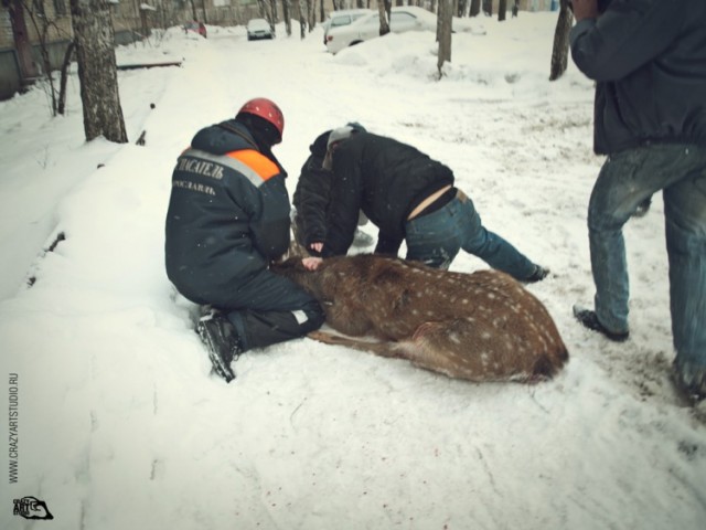 Приключения "Бемби" в Ярославле