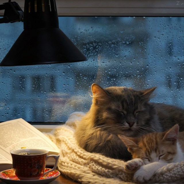 Прикольных котов пост