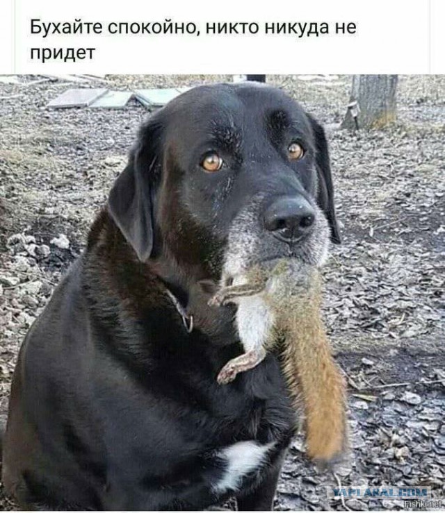 Не очень адекватный юмор