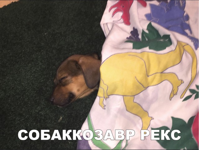 Милые животные. Мимиметр сломался