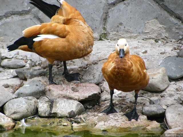 Детки в клетке