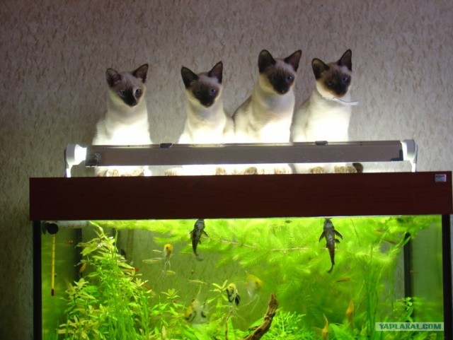 Котовторник!