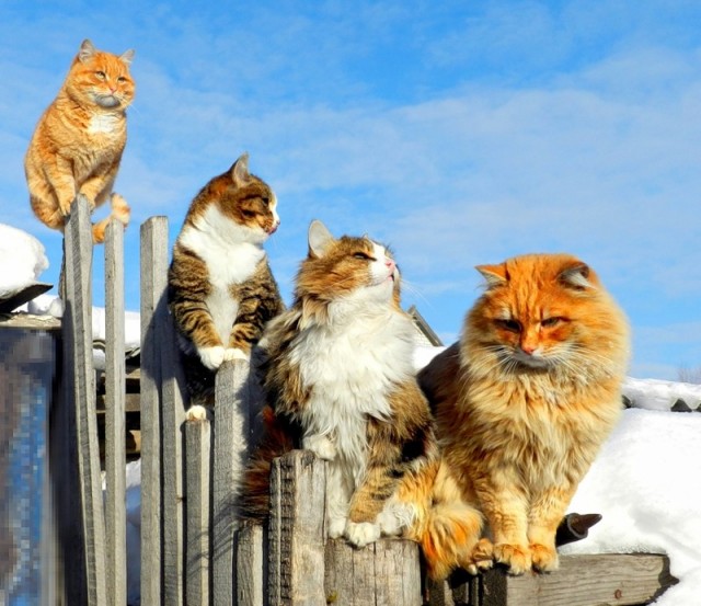 Ну и где ваш котовторник?