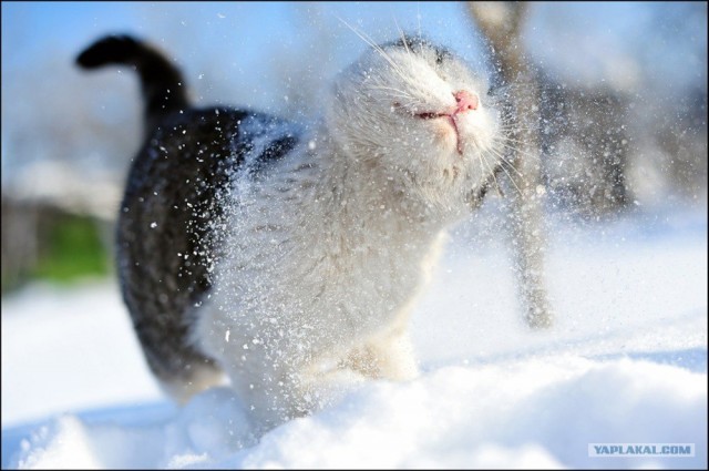 Котовторник (31.01.2012)
