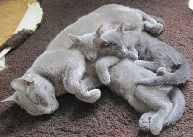 Котовторник (21.02.2012)