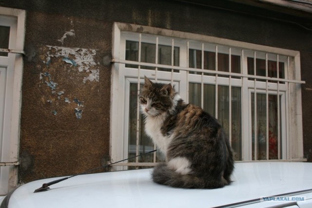 Котовторник 27.03.2012