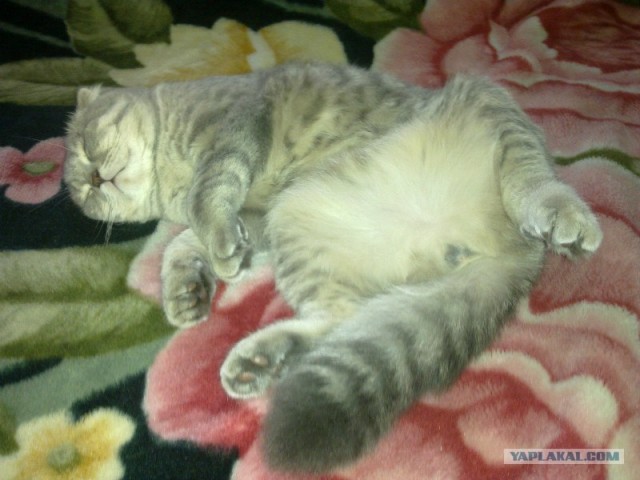 Котовторник  от 3.04.2012