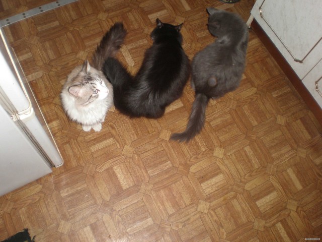 Котовторник (15.05.2012)