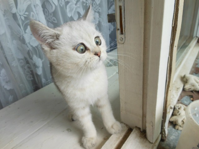 Котовторник  17.07.2012